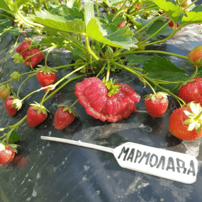 klubnika marmelada
