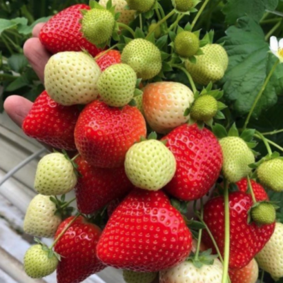 Сенсация, саженцы клубники