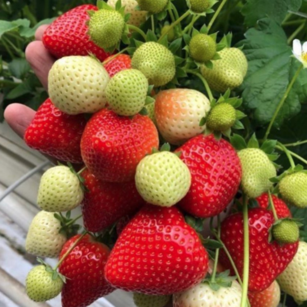 Сенсация, саженцы клубники