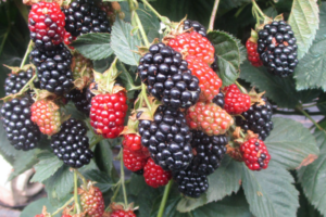 blackberry heaven can wait