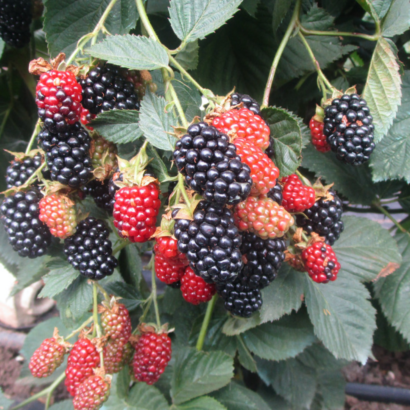 blackberry heaven can wait