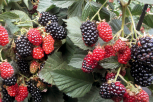 blackberry heaven can wait