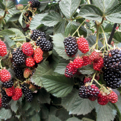 blackberry heaven can wait
