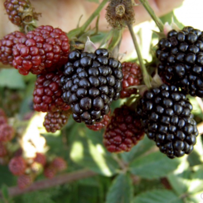 blackberry loch tay