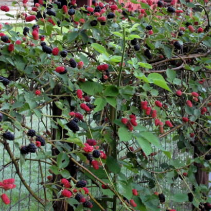 blackberry natchez