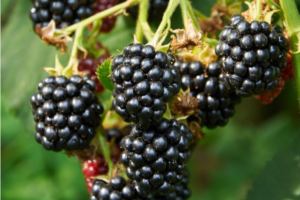 blackberry triple crown