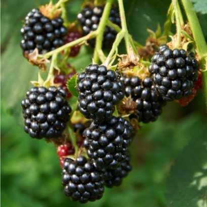 blackberry triple crown
