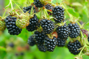 blackberry triple crown