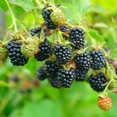 blackberry triple crown