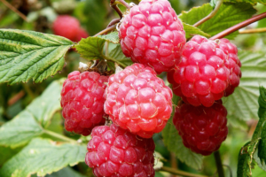 raspberry glen ample