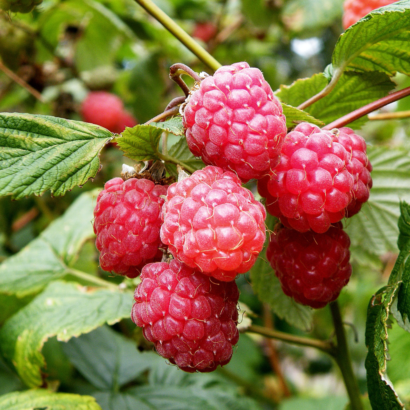 raspberry glen ample