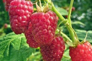 raspberry glen ample