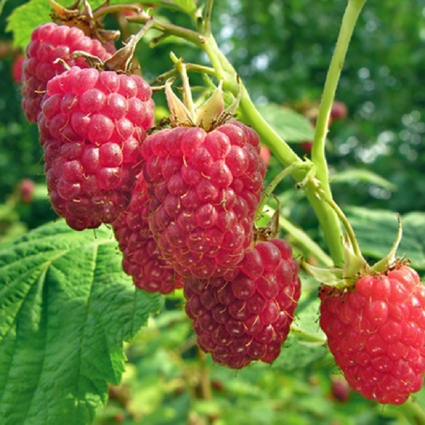 raspberry glen ample