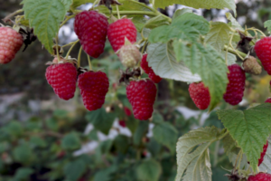 raspberry jar ptiza