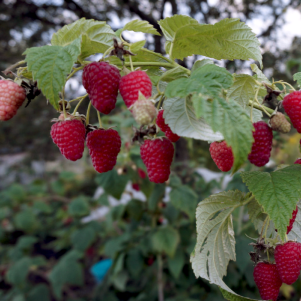 raspberry jar ptiza