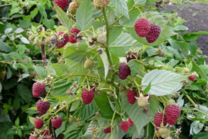 raspberry jar ptiza