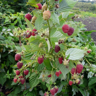 raspberry jar ptiza