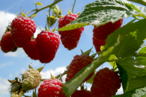 raspberry krasa rosii