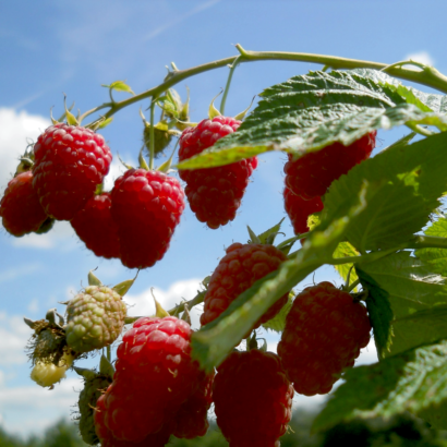 raspberry krasa rosii