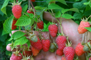 raspberry krasa rosii