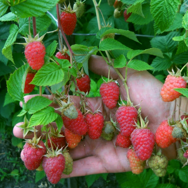 raspberry krasa rosii