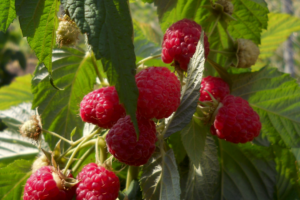 raspberry krepush