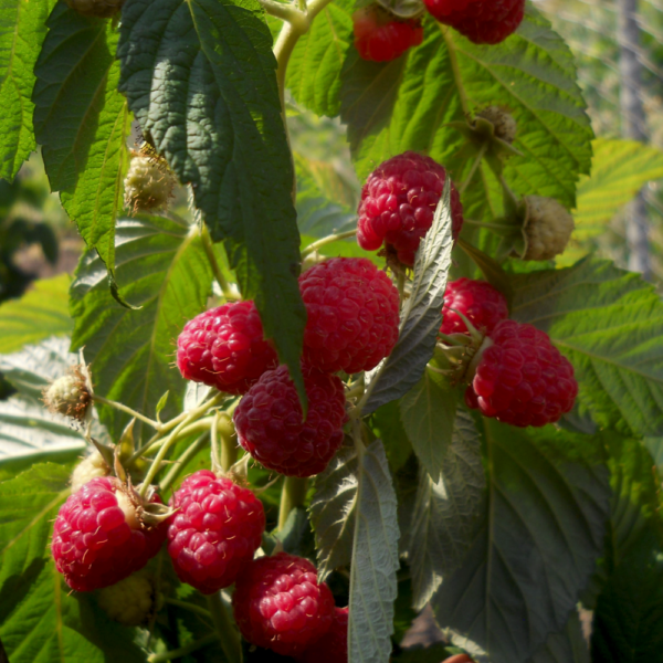 raspberry krepush