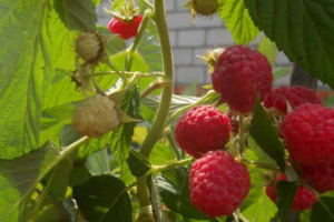 raspberry krepush