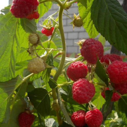 raspberry krepush