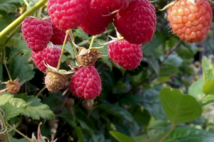raspberry novost kuzmina