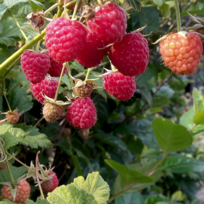 raspberry novost kuzmina