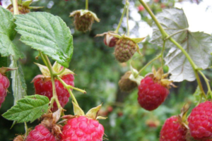 raspberry novost kuzmina