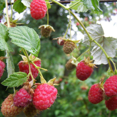 raspberry novost kuzmina