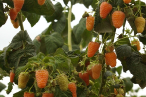 raspberry orange chudo