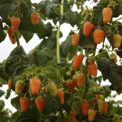 raspberry orange chudo