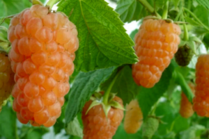 raspberry orange chudo