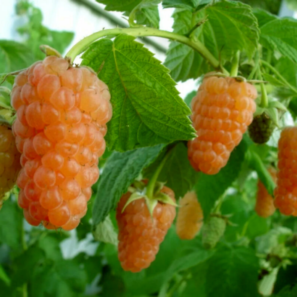 raspberry orange chudo