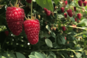 raspberry pshehiba