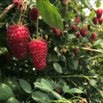 raspberry pshehiba