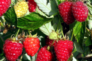 raspberry shapka monomaha