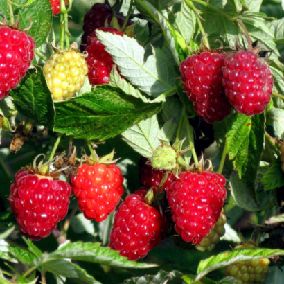 raspberry shapka monomaha