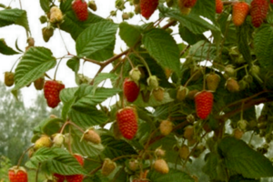 raspberry skazka