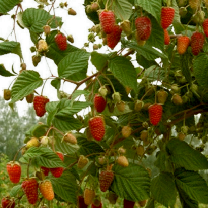 raspberry skazka