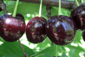 shokoladniza