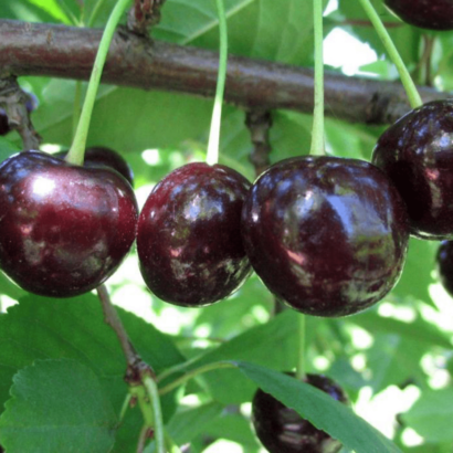 shokoladniza