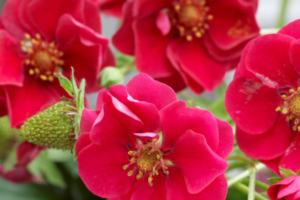 summer breeze rose