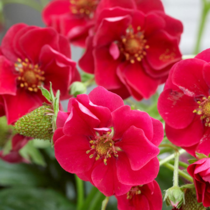 summer breeze rose