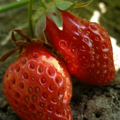 rubis des jardins