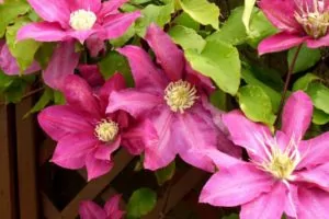Клематис Вино (Clematis Vino)