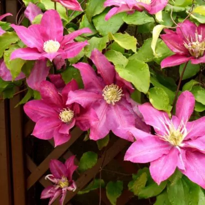 Клематис Вино (Clematis Vino)